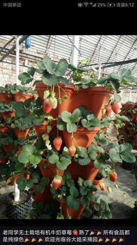 5-Tier Strawberry Pyramid Planter Garden, 5 Pots